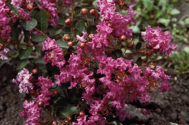 Crape Myrtle plant named 'Violet Filli' (Myrtle)