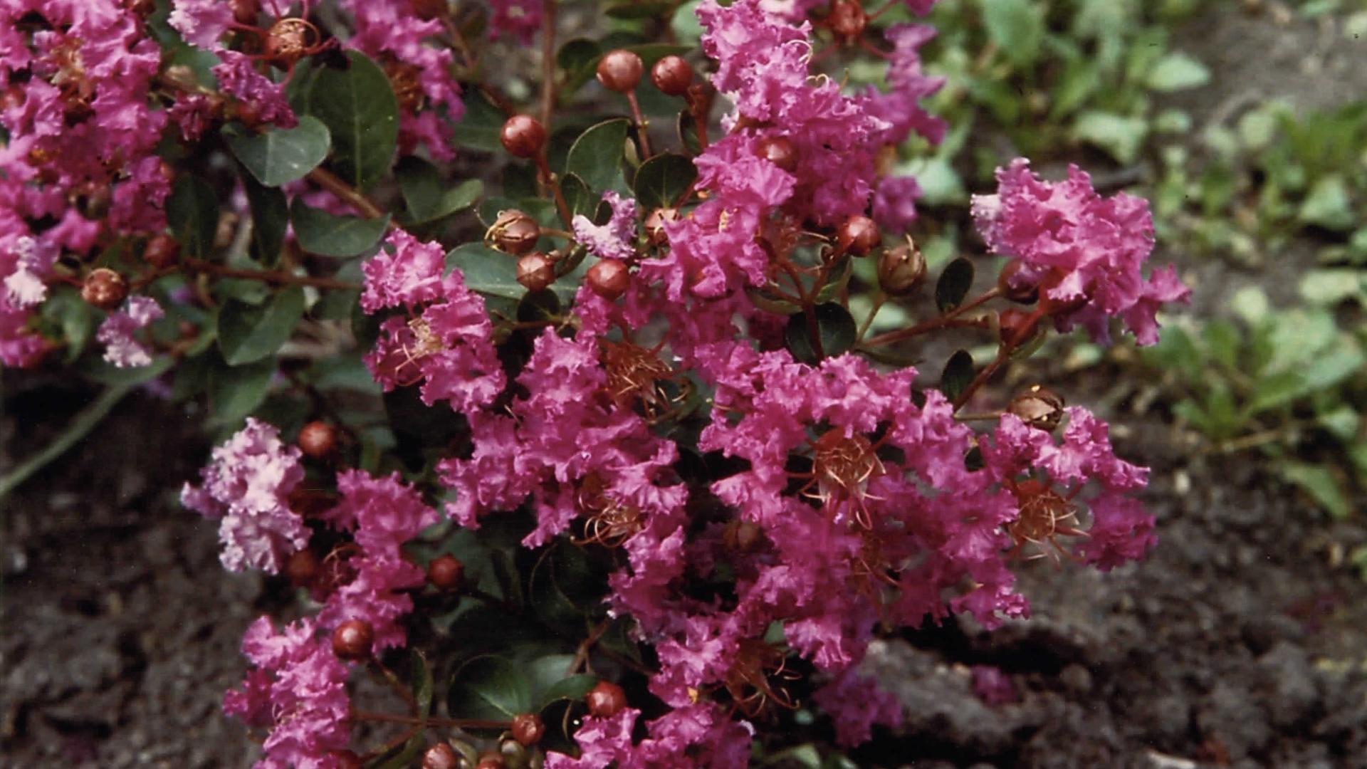 Crape Myrtle plant named 'Violet Filli' (Myrtle)